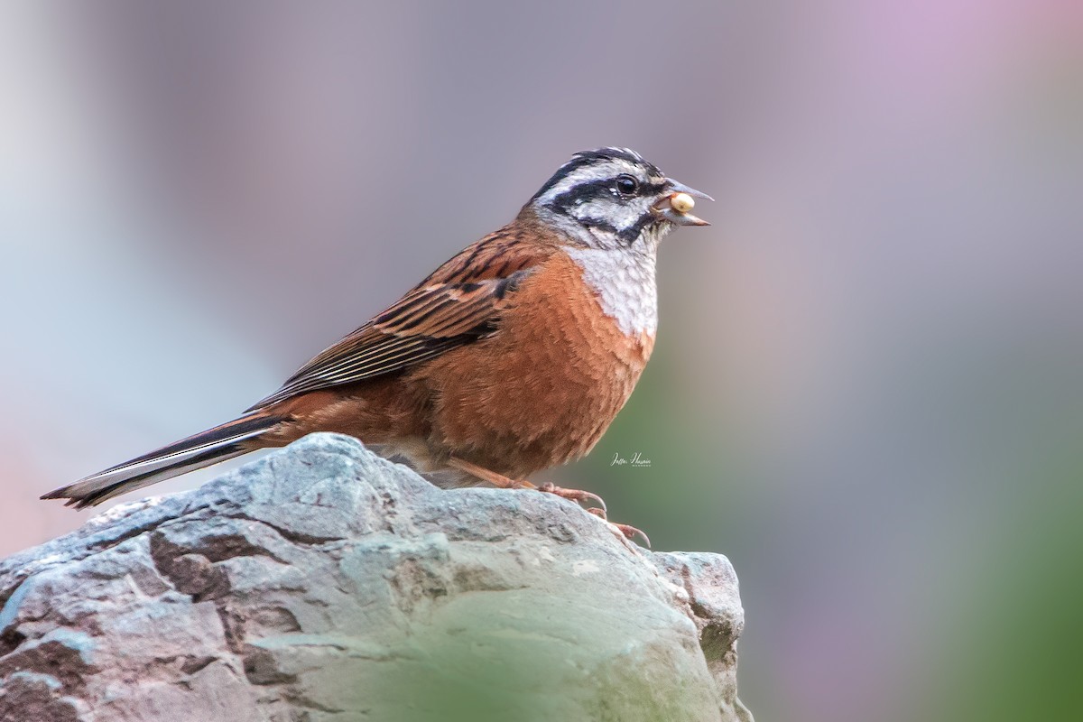 Rock Bunting - Jaffar Hussain Mandhro