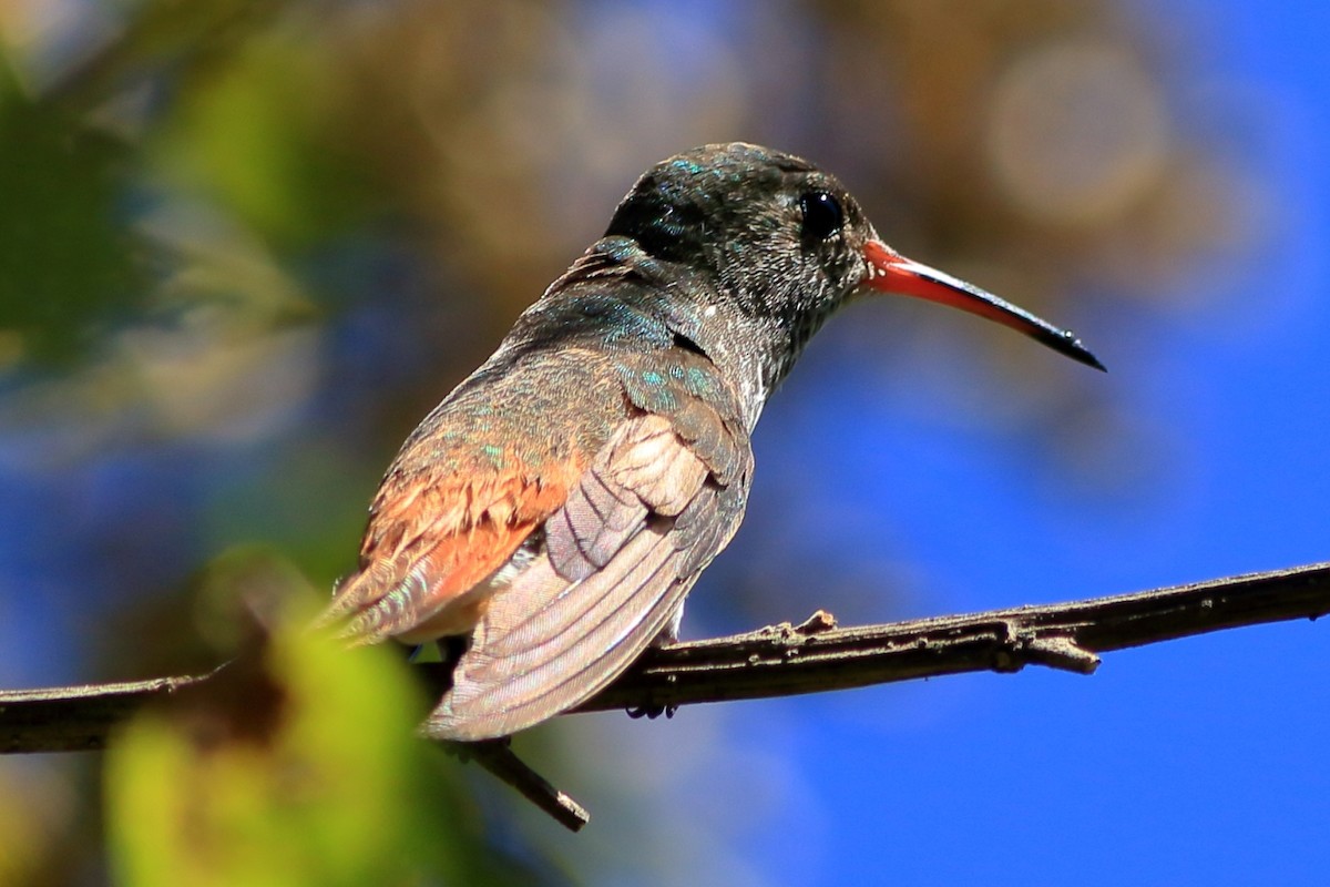 Amazilia Hummingbird - ML475864551