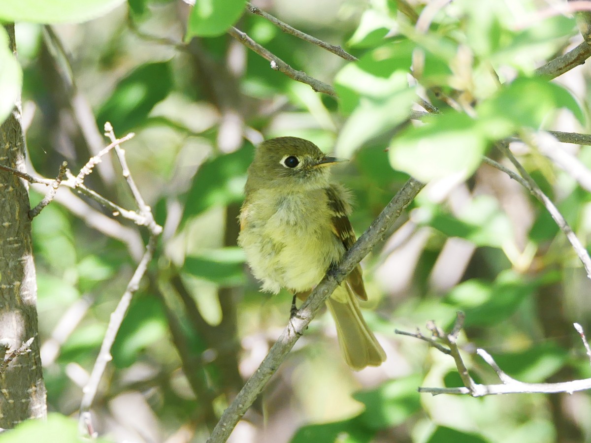 Western Flycatcher (Cordilleran) - ML475864591