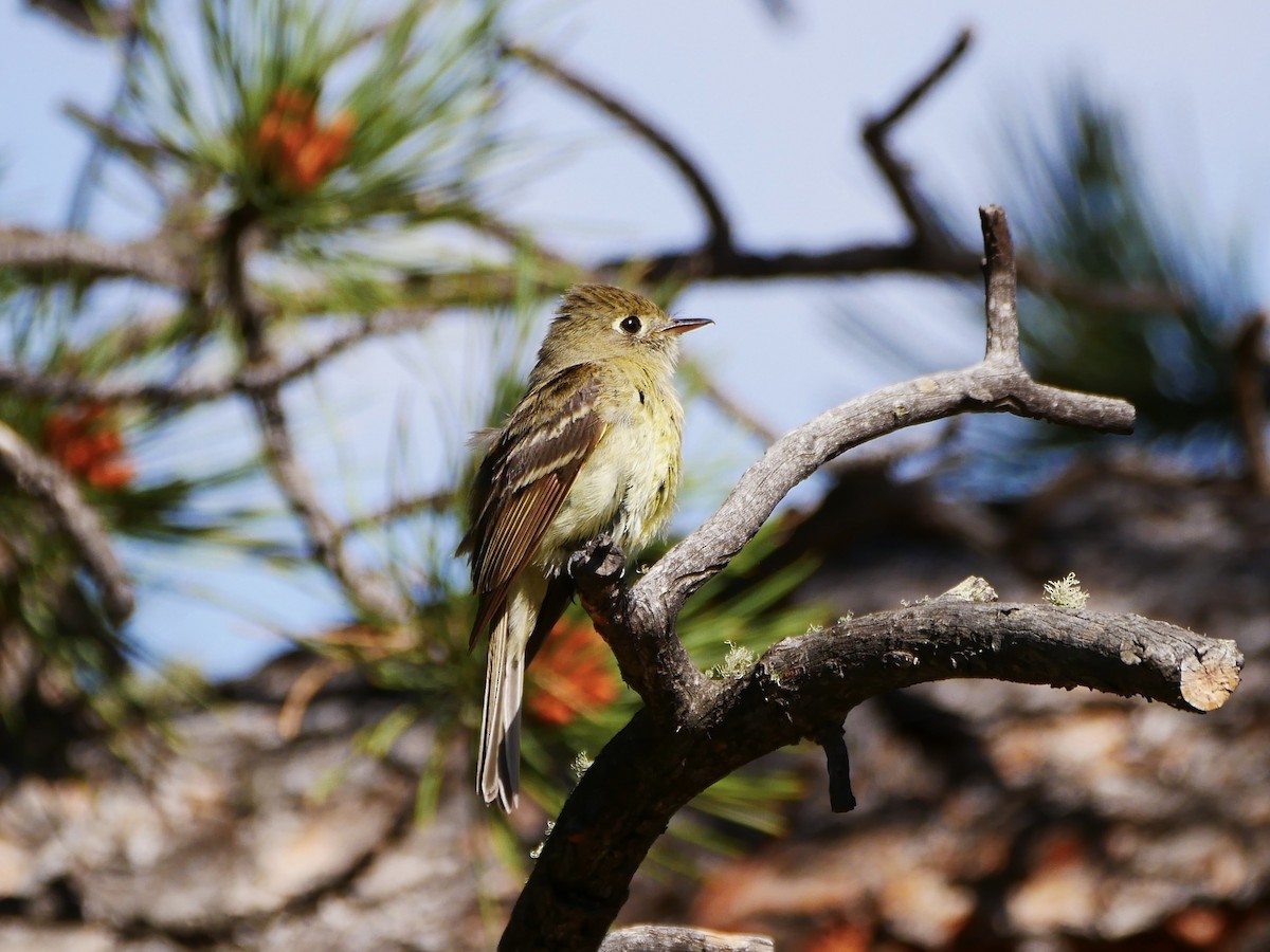 Western Flycatcher (Cordilleran) - ML475864641