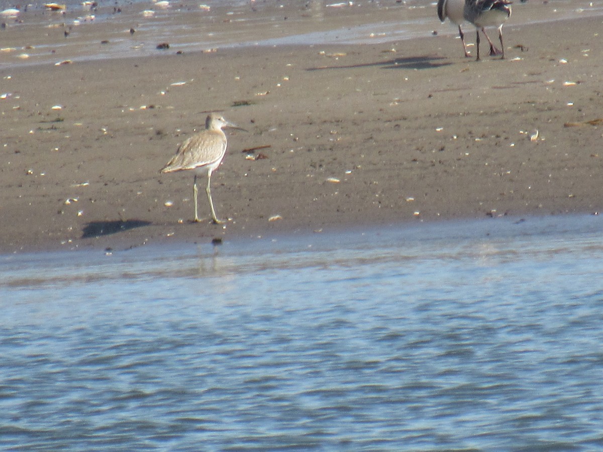 Willet - ML475865561