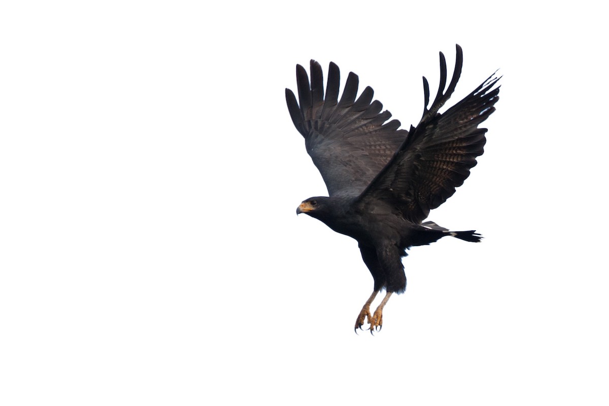 Common Black Hawk - ML475865791