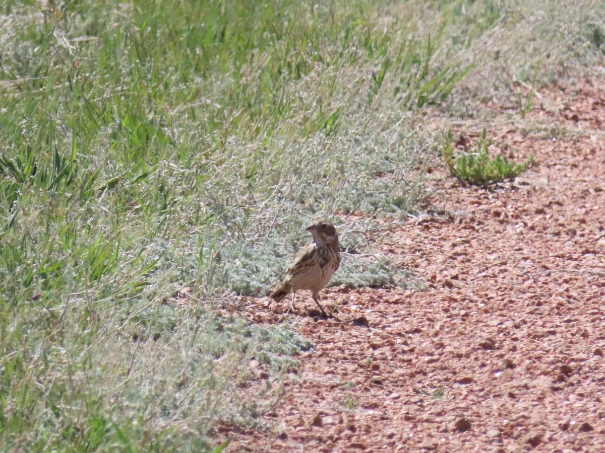 Lark Bunting - ML475866111
