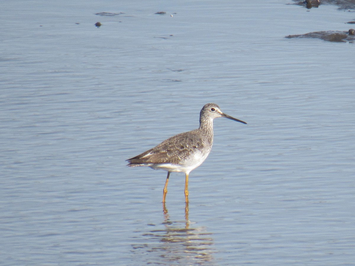 Greater Yellowlegs - John Coyle