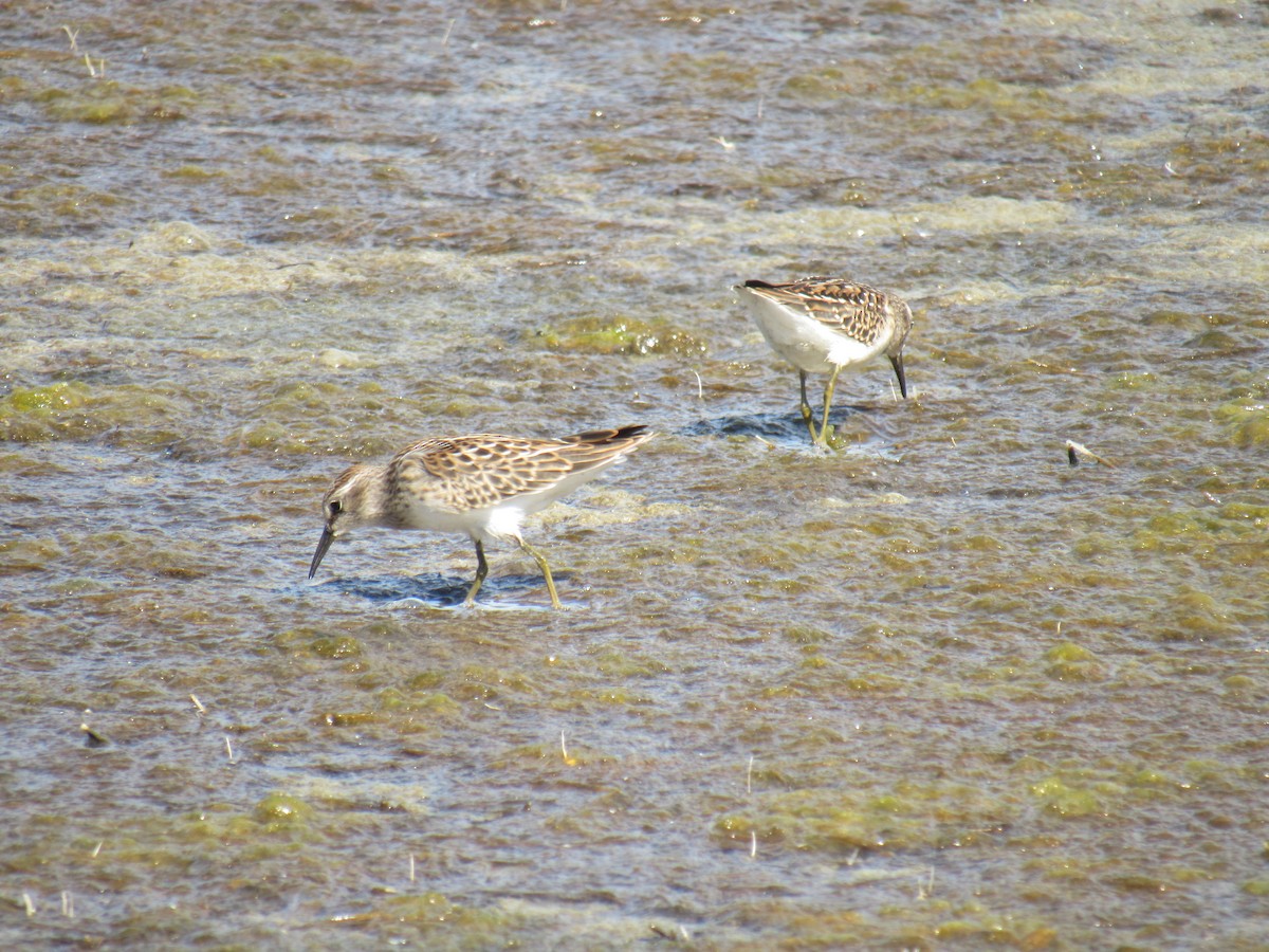 Least Sandpiper - ML475866621