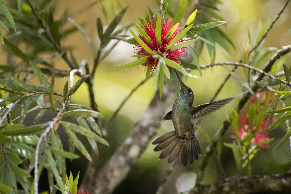 tupikolibri - ML47586741