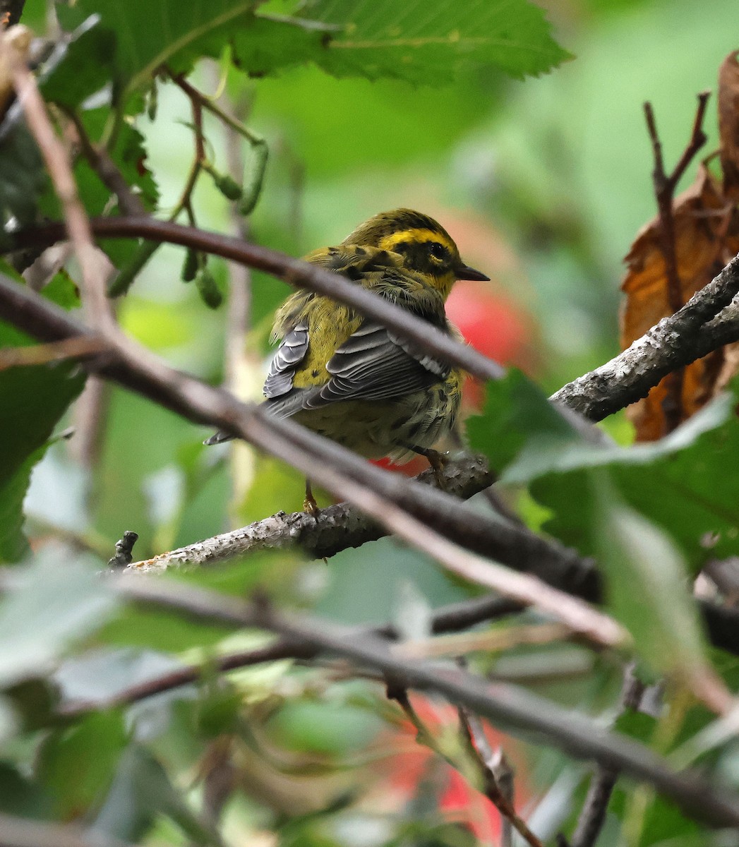 Townsend's Warbler - ML475867491