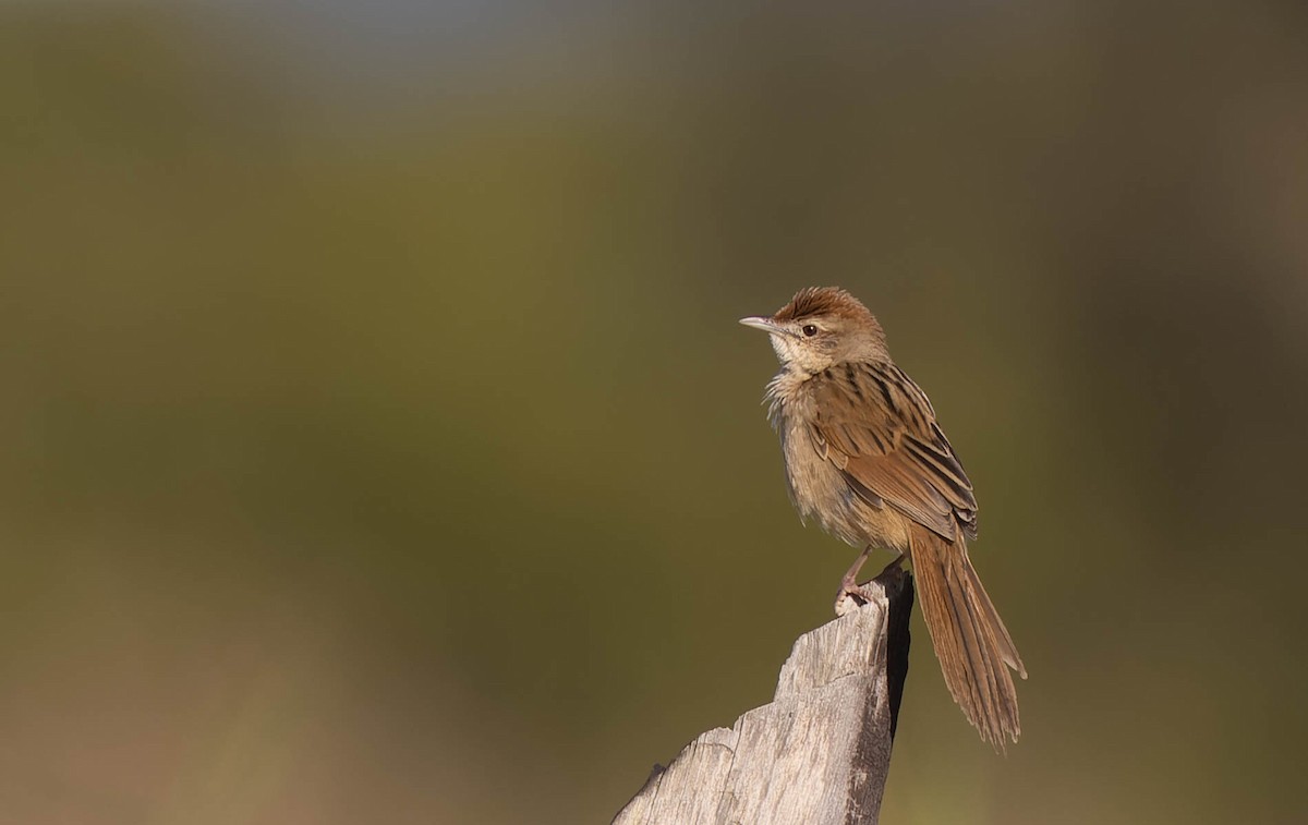 Tawny Grassbird - ML475868921