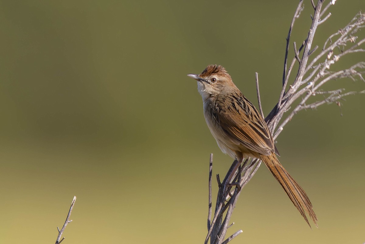 Tawny Grassbird - ML475868931