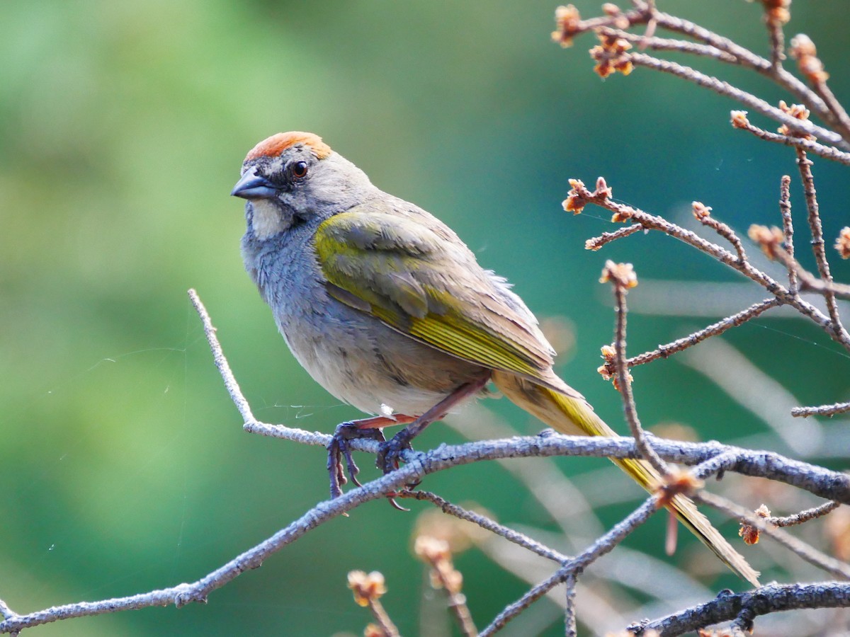 Green-tailed Towhee - ML475869831