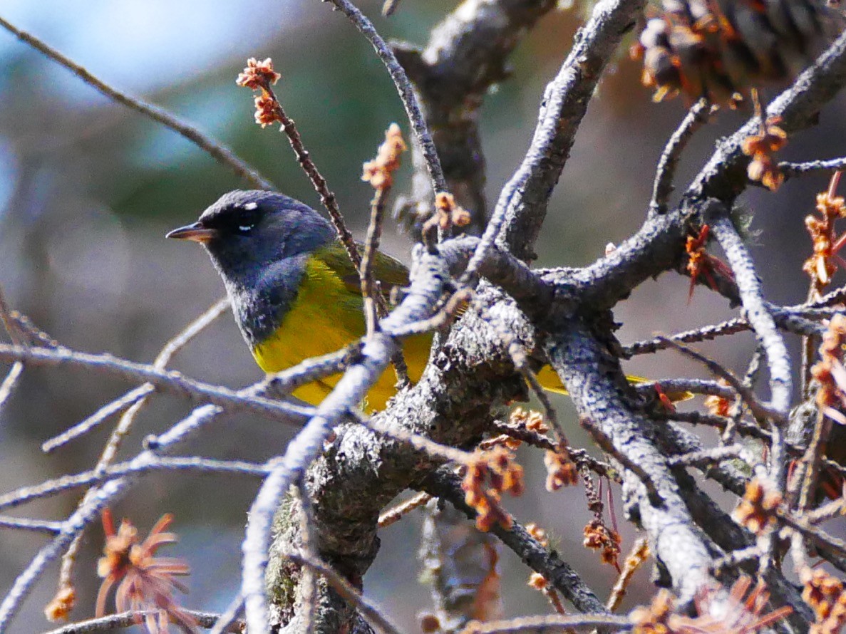 MacGillivray's Warbler - ML475869891