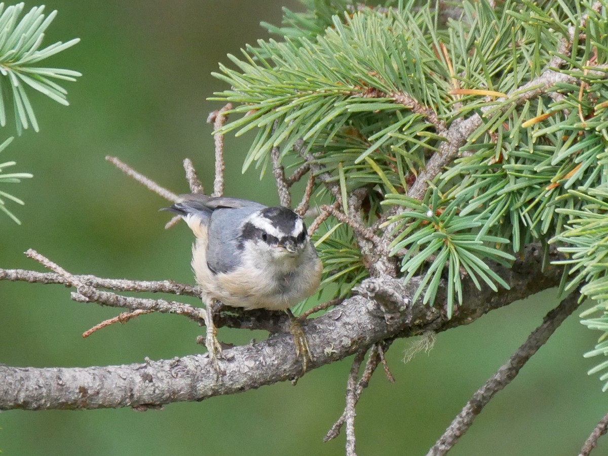 Red-breasted Nuthatch - ML475870341