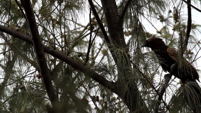 Coucal faisan (groupe phasianinus) - ML475872