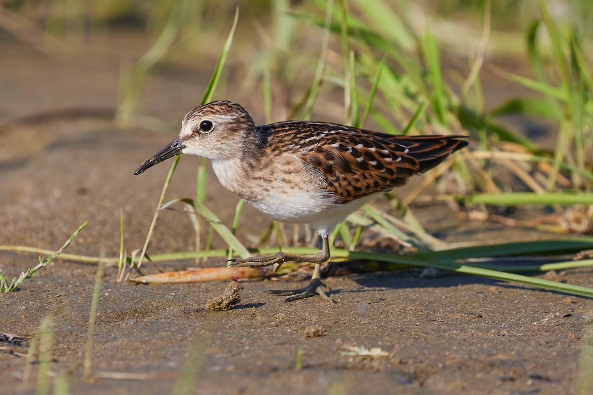 Least Sandpiper - ML475872151