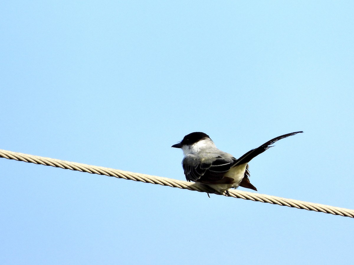 Fork-tailed Flycatcher - Mel C