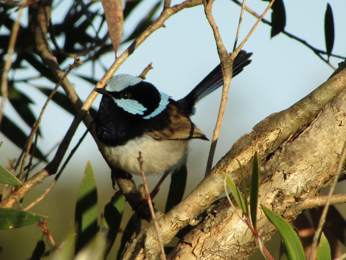 Superb Fairywren - Albert Ross