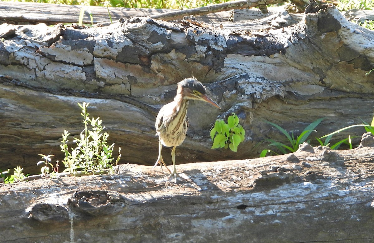 Green Heron - ML475874621