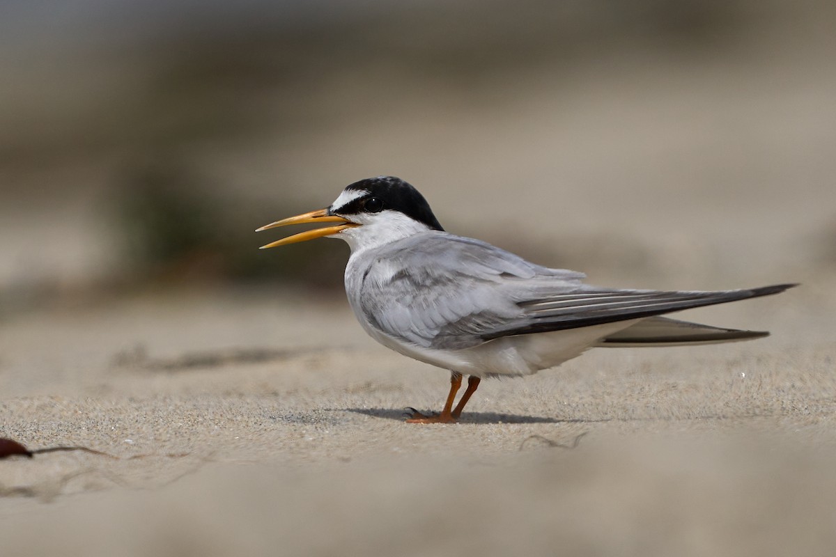 Least Tern - Jonathan Casanova