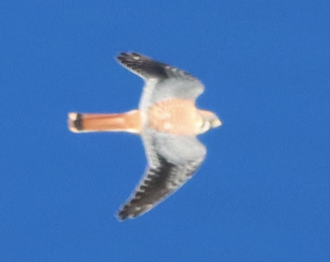 American Kestrel - ML475877621