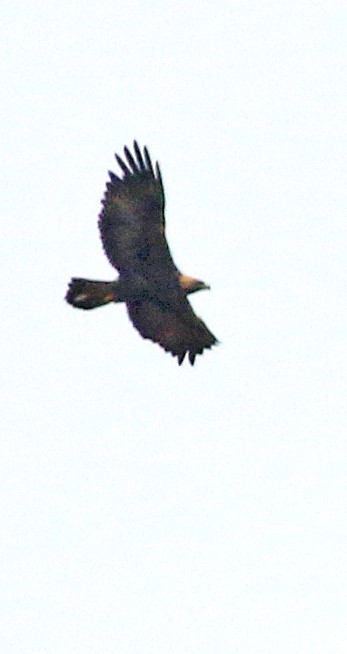 Golden Eagle - ML475877681