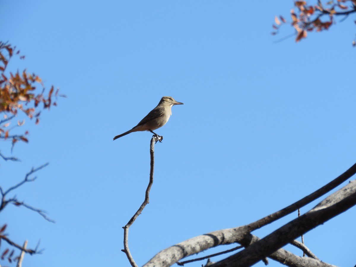 Gray-bellied Shrike-Tyrant - Teresa Bula