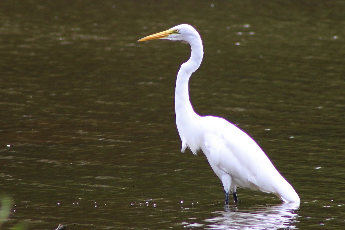 Great Egret - ML475879371