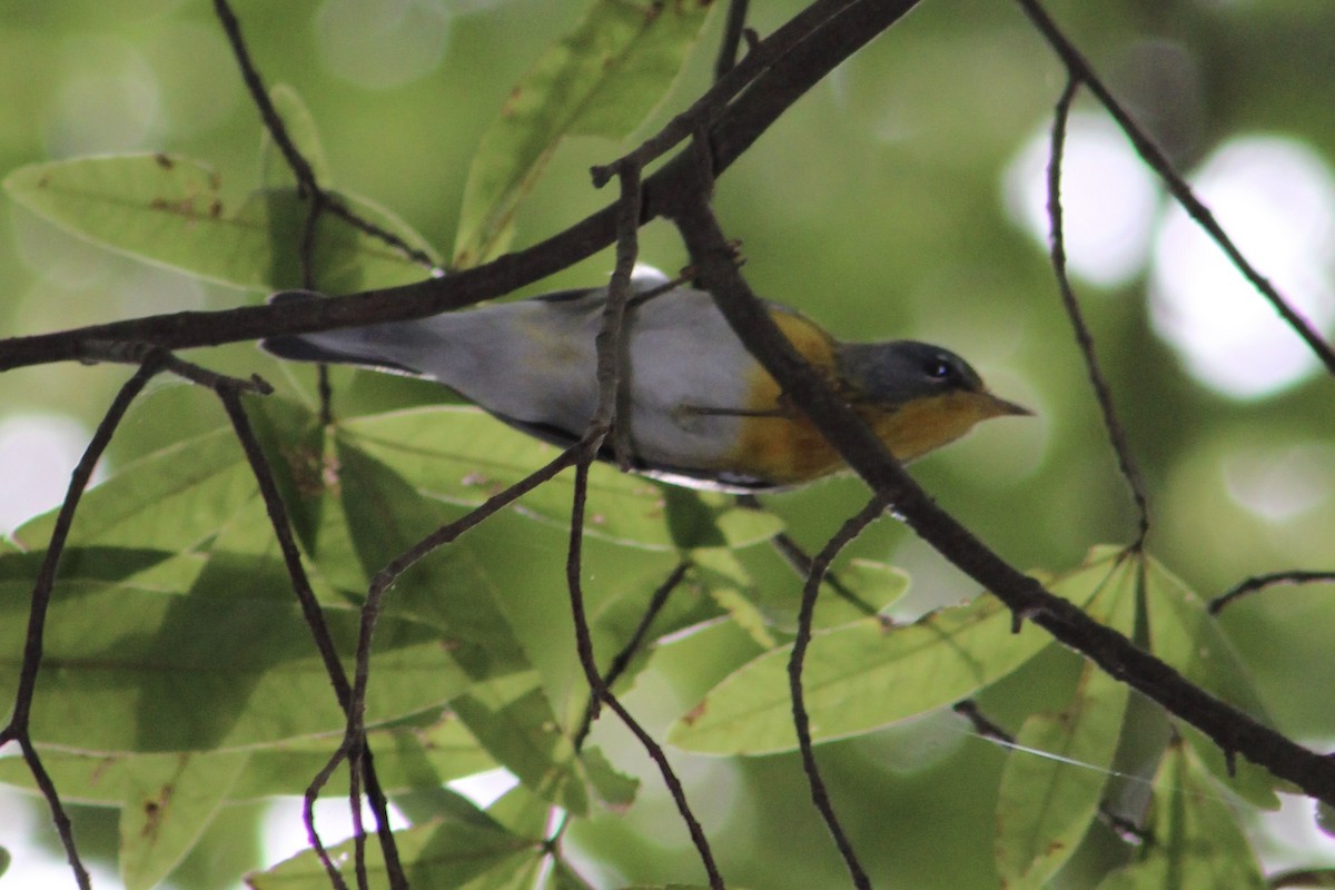 Northern Parula - ML475879391