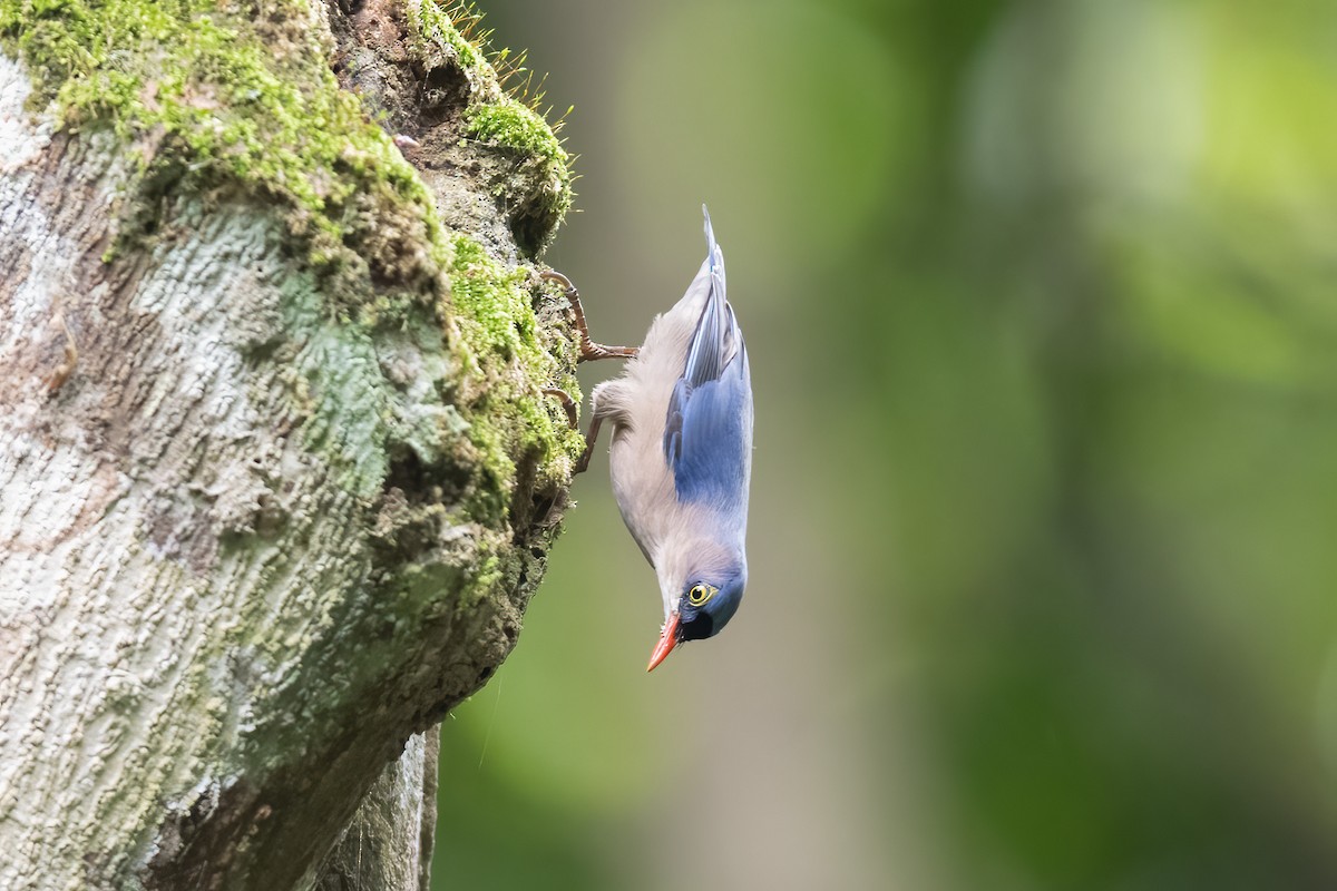 Velvet-fronted Nuthatch - ML475879691