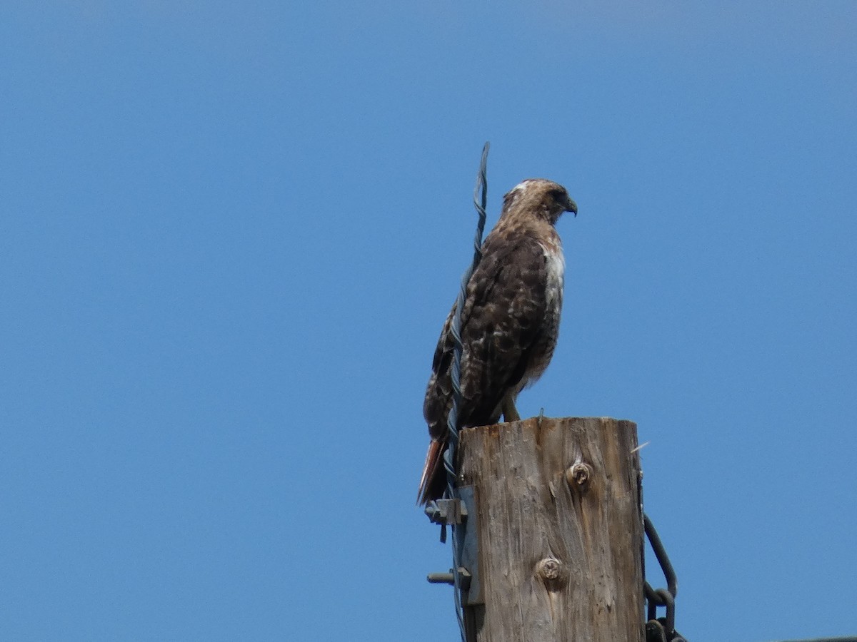 Red-tailed Hawk - ML475882331