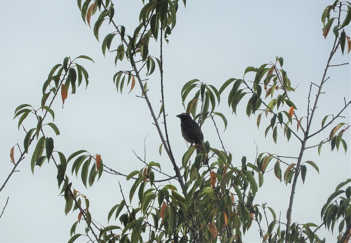 Cinnamon-bellied Saltator - Jessica Thompson