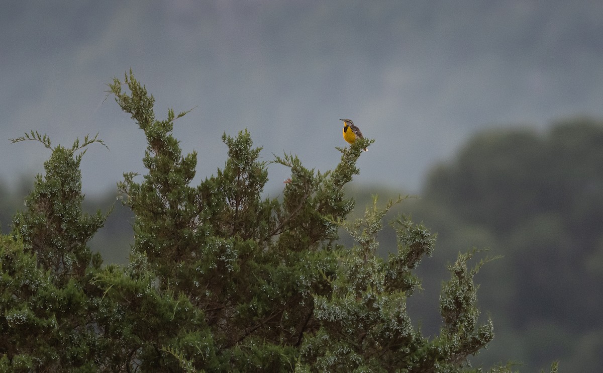 Eastern Meadowlark - Taylor Long