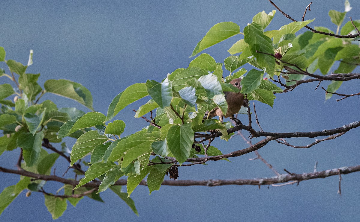 Blue Grosbeak - Taylor Long