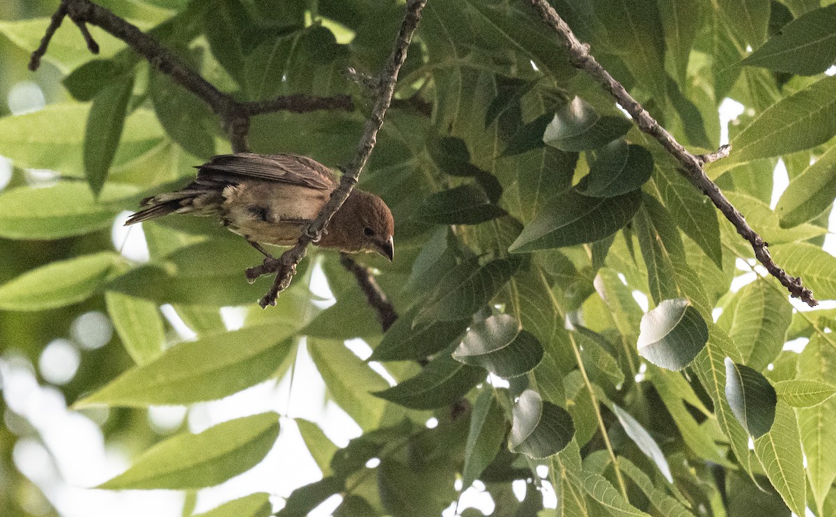 Blue Grosbeak - Taylor Long