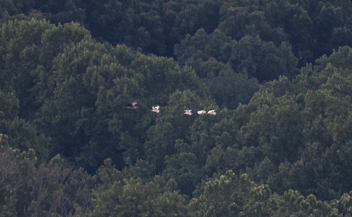 Great Egret - Taylor Long