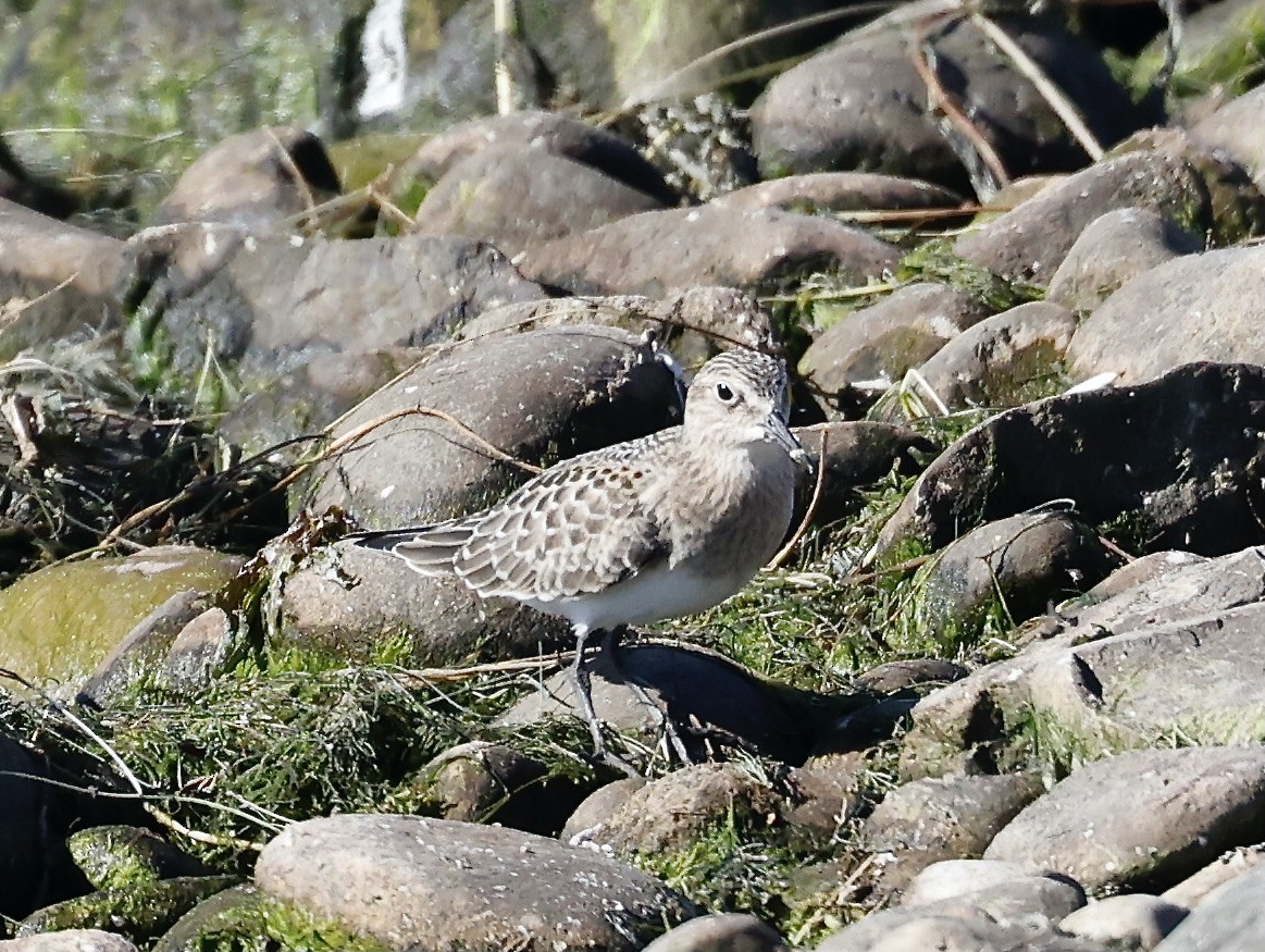 Bairdstrandläufer - ML475887651