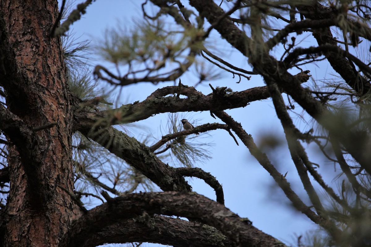 Mountain Chickadee - Jeff Sexton