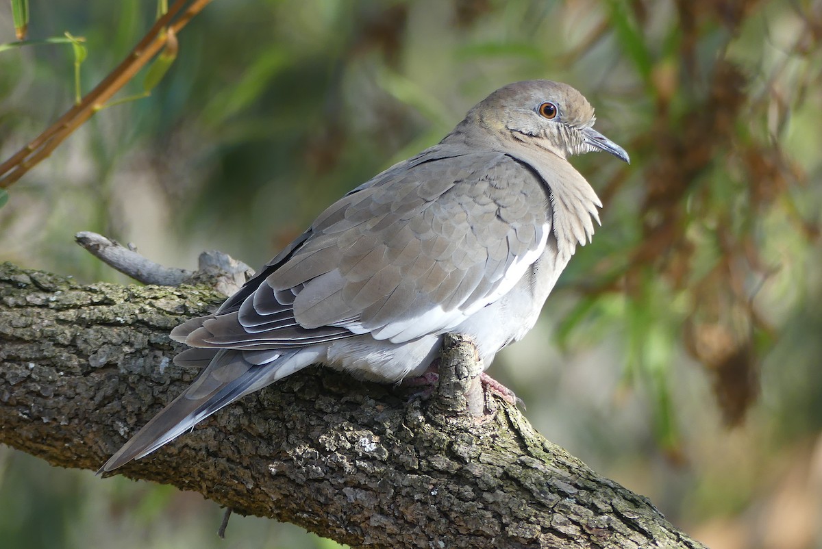 White-winged Dove - Marcie Mason