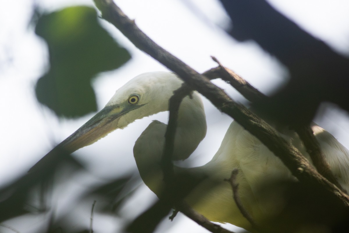 Great Blue Heron (Great White) - ML475888261