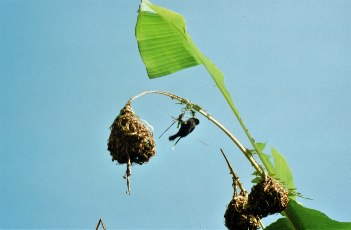 Vieillot's Black Weaver - ML475888371