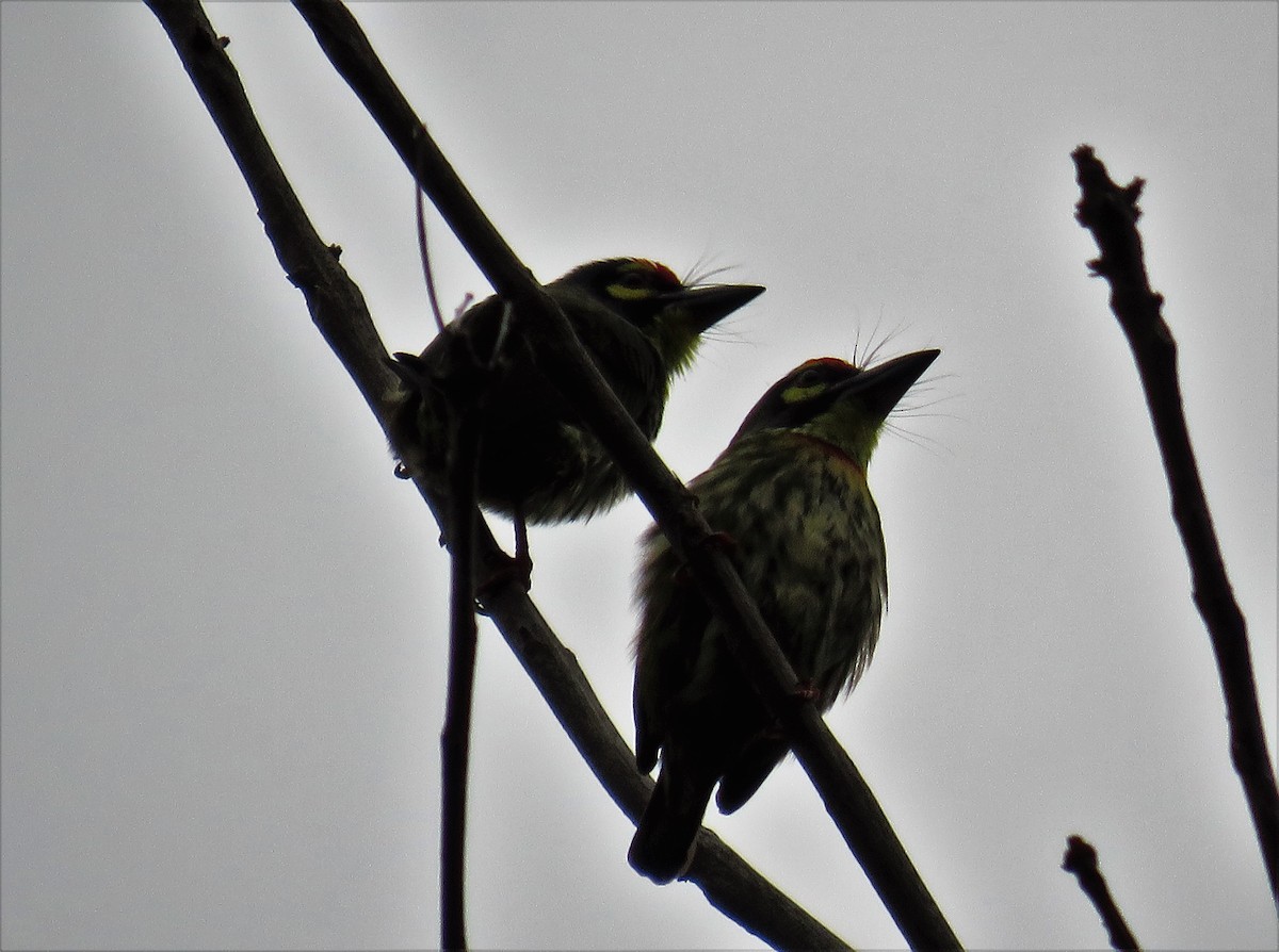 Coppersmith Barbet - ML47588851