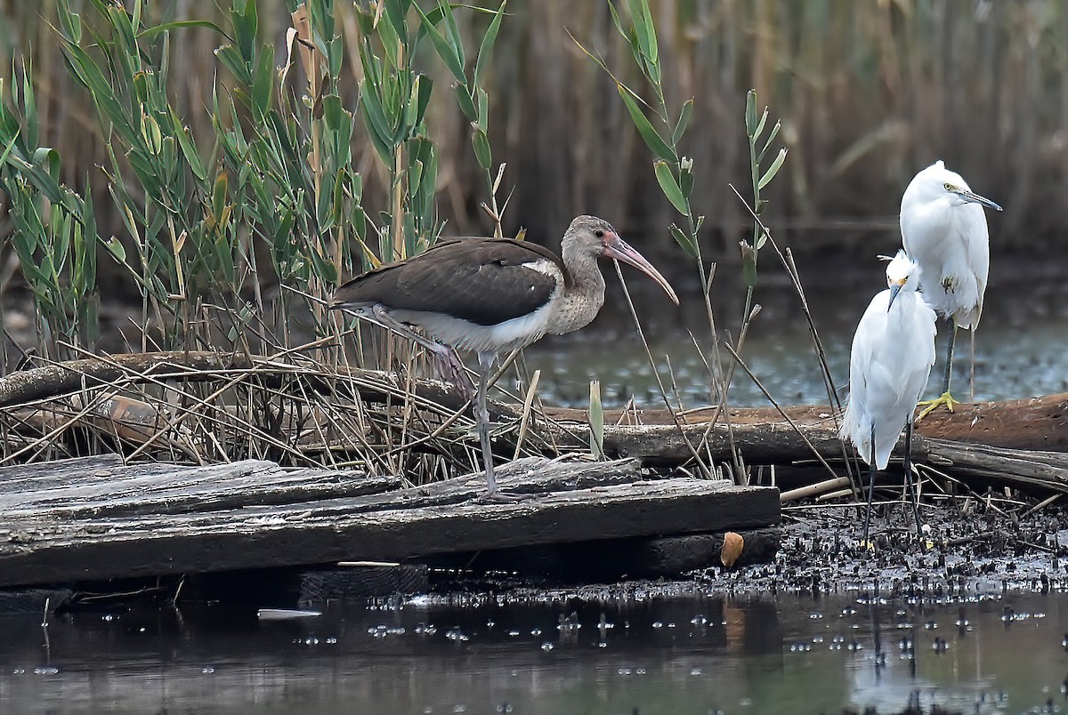 White Ibis - ML475889151