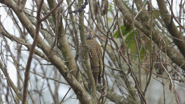 Little Woodpecker - ML475890851