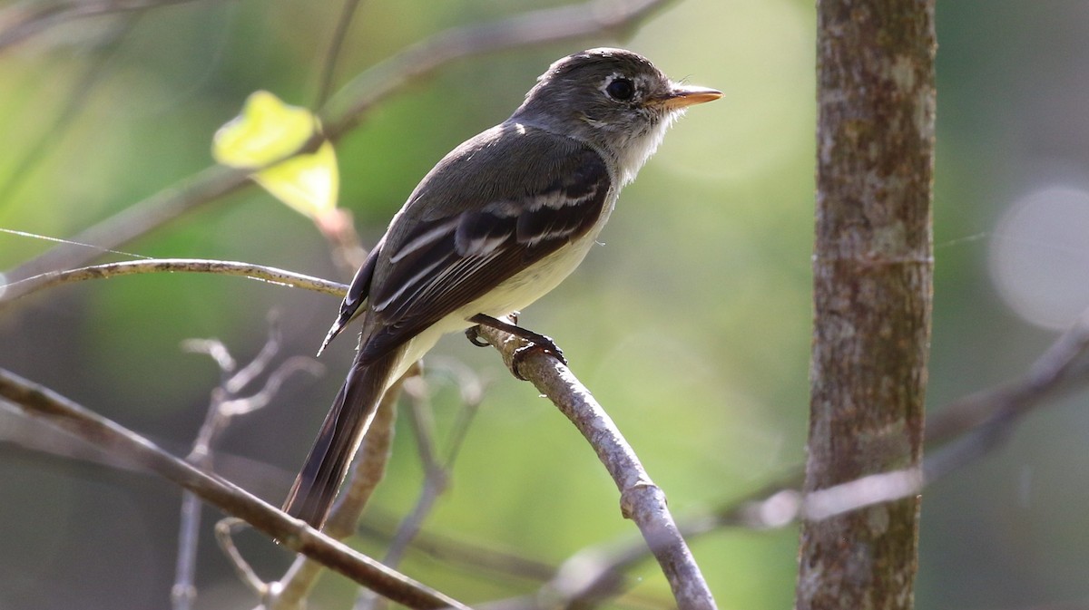 Mosquero Mínimo - ML475892511