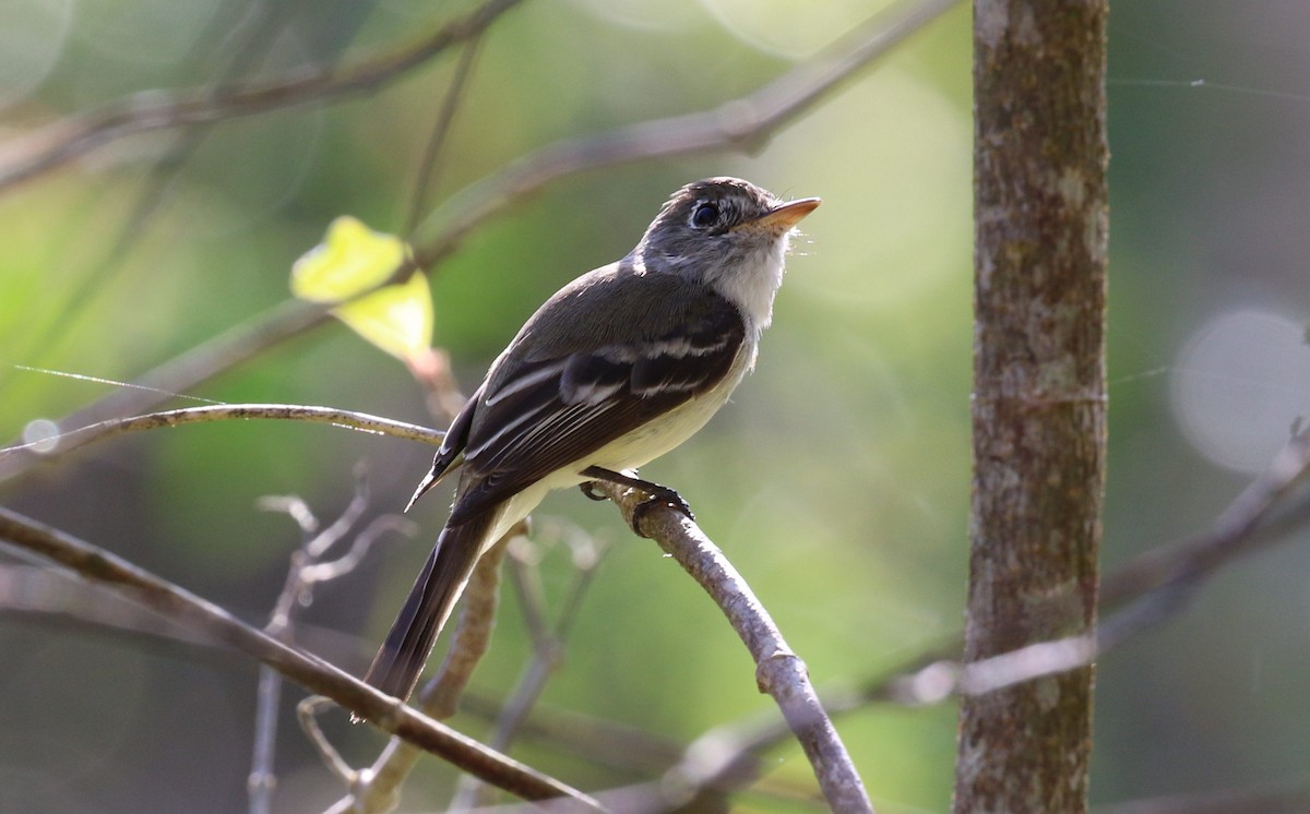 Mosquero Mínimo - ML475892521