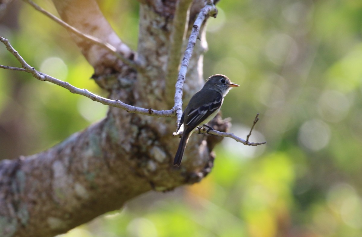 Mosquero Mínimo - ML475892541