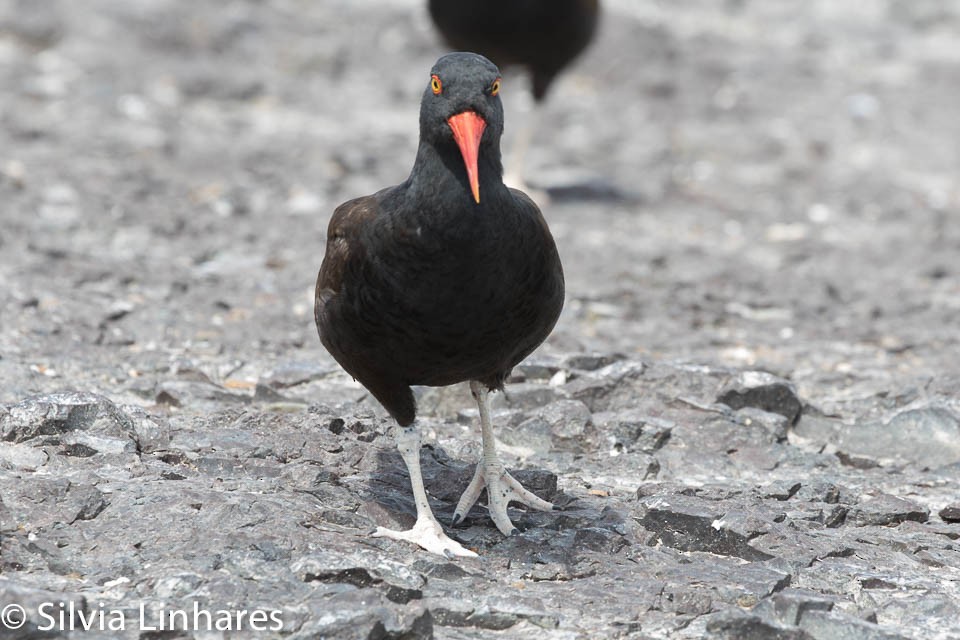 Blackish Oystercatcher - Silvia Faustino Linhares