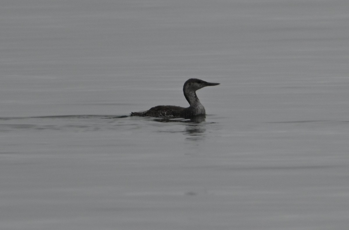 Red-throated Loon - ML475893981