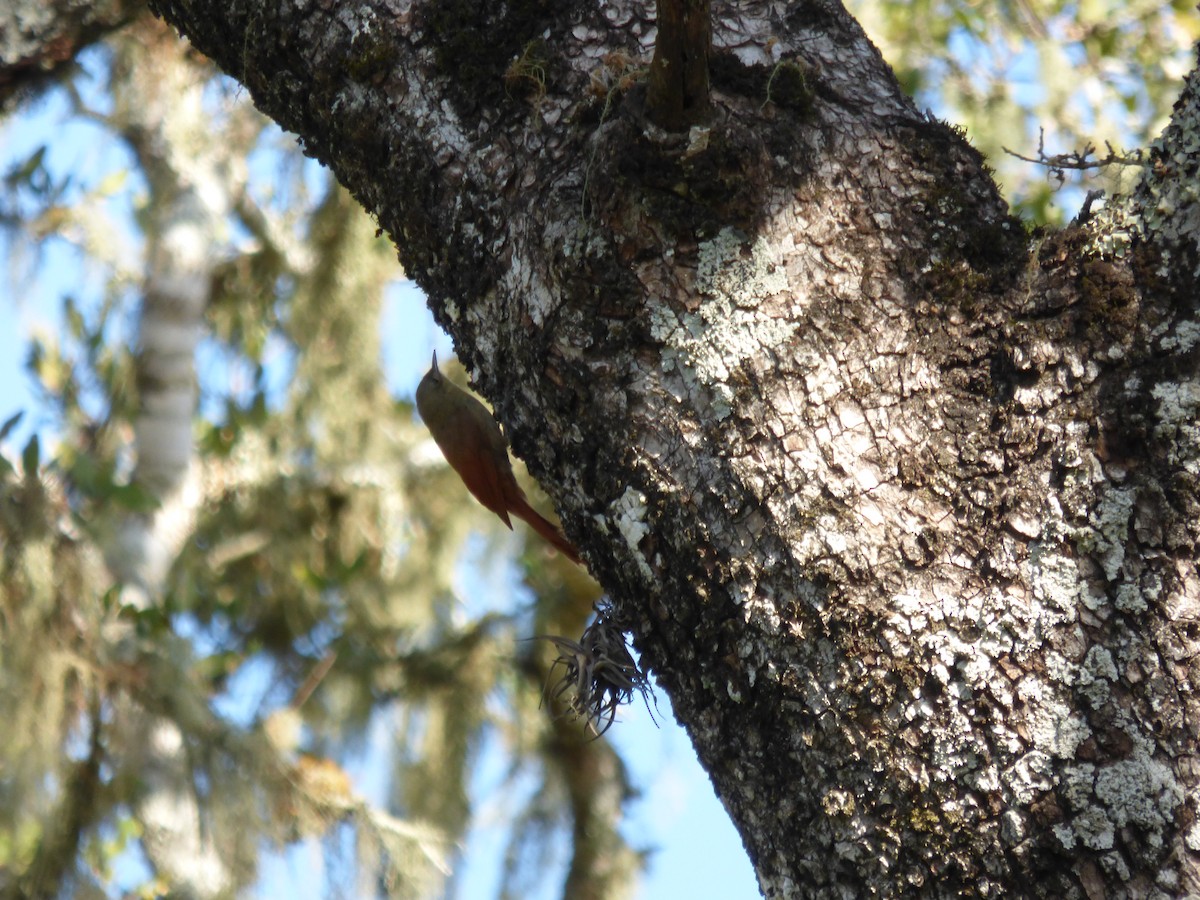 Olivaceous Woodcreeper - ML475894001