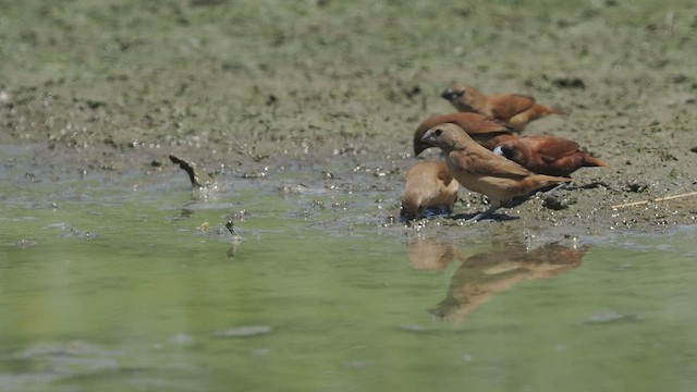 Chestnut Munia - ML475894141