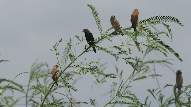 Chestnut Munia - ML475894171